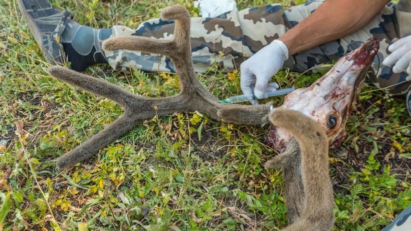 Injecting deer antler main beam vein with formaldehyde