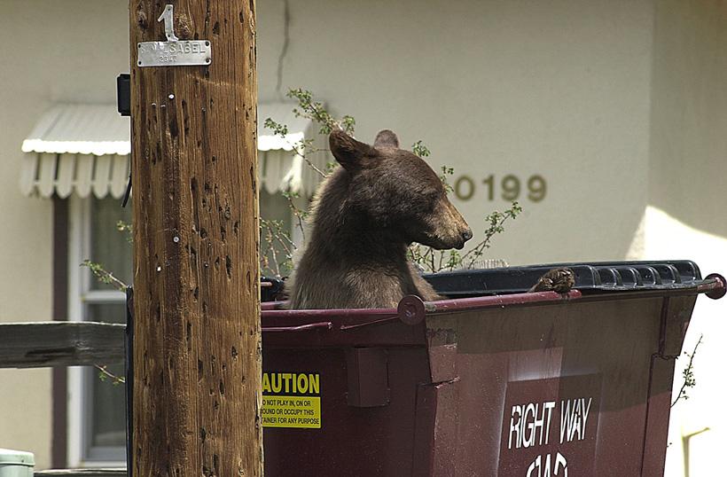Black bear in dumpster in colorado