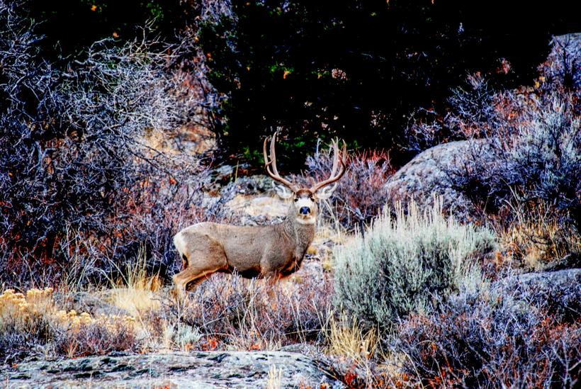 Large mule deer buck_0