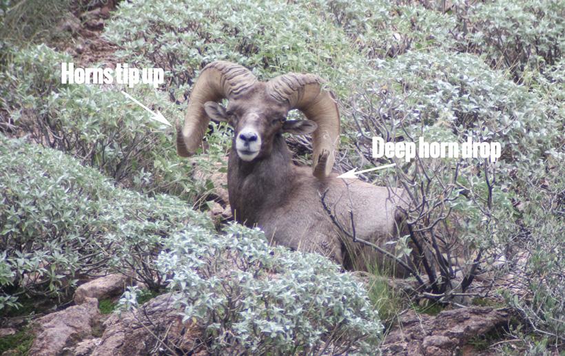 Become an expert at field judging bighorn sheep - 8