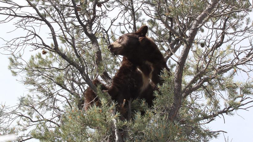 Black bear in nevada