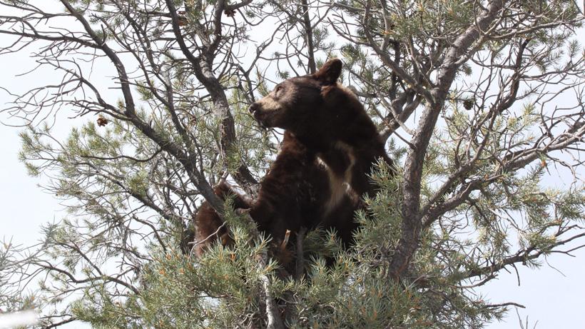 Nevada petition aims to ban the use of hounds for hunting bears - 3