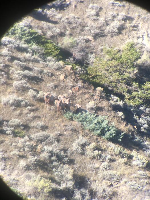 Band of rams through spotting scope