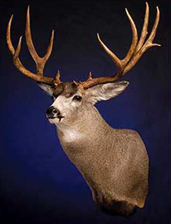 Mule deer mount upright