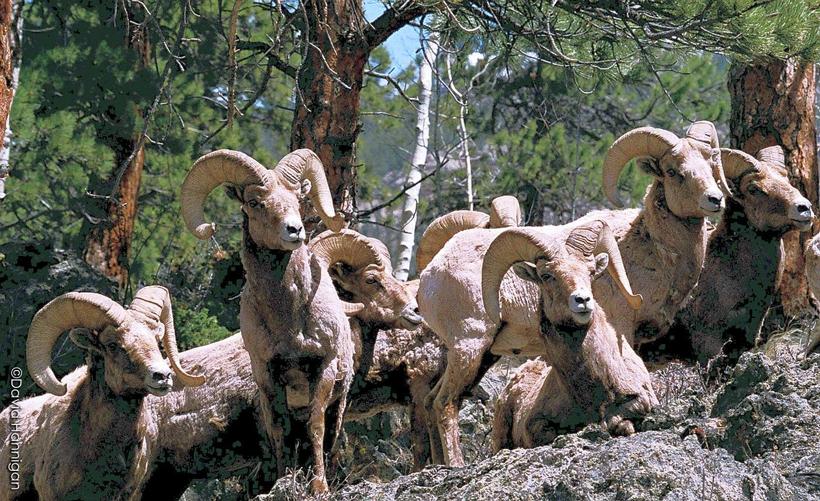 Colorado bighorn sheep_1