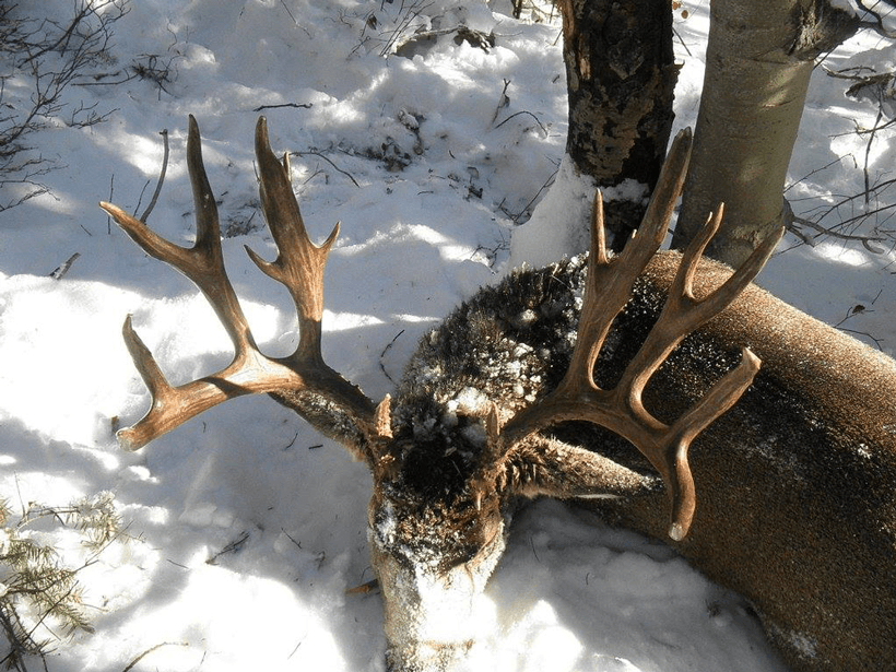 APPLICATION STRATEGY 2015: Montana deer & elk - 6d