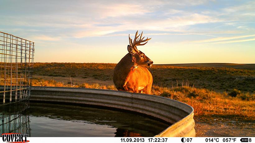 Split G3 buck trail camera photo
