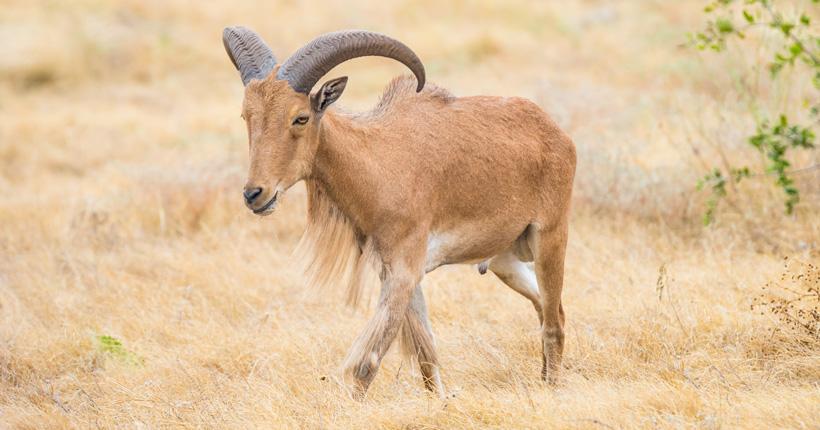 New mexico barbary sheep
