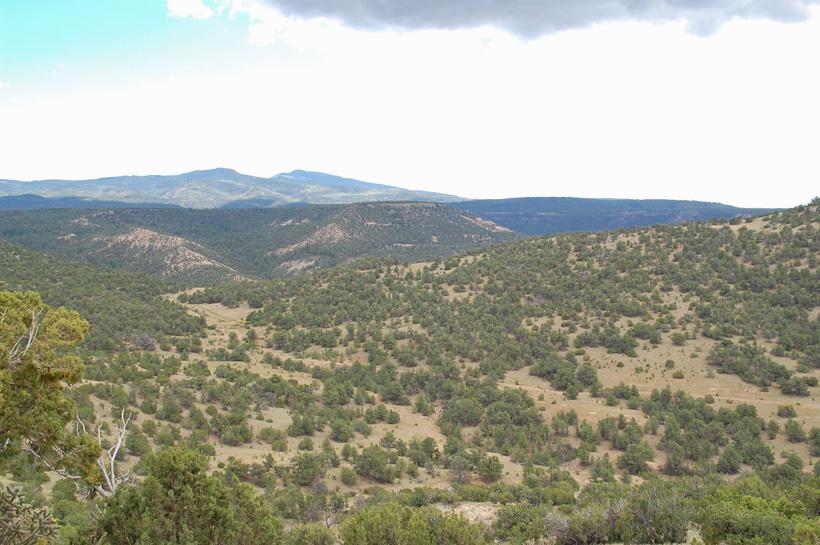 Elk hunting scenery in new mexico