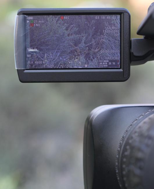 Giant velvet buck on camera