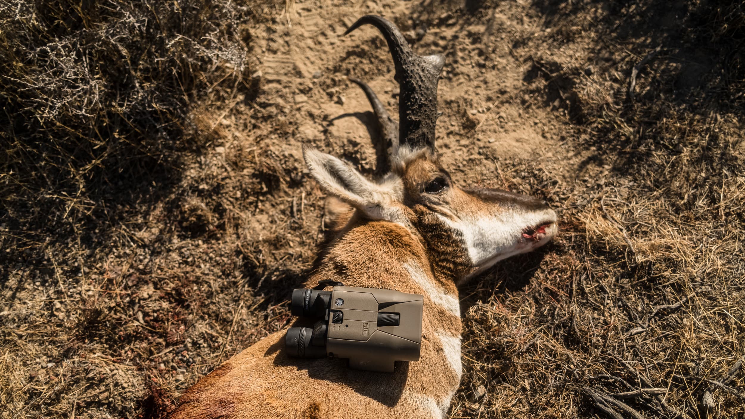 Brady Miller's antelope buck taken with SIG SAUER ZULU6 HDX PRO 42mm binoculars