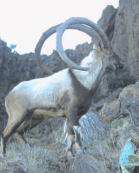 APPLICATION STRATEGY 2015: New Mexico sheep and exotics - 7d