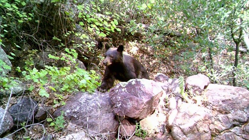Black bear hunting 4