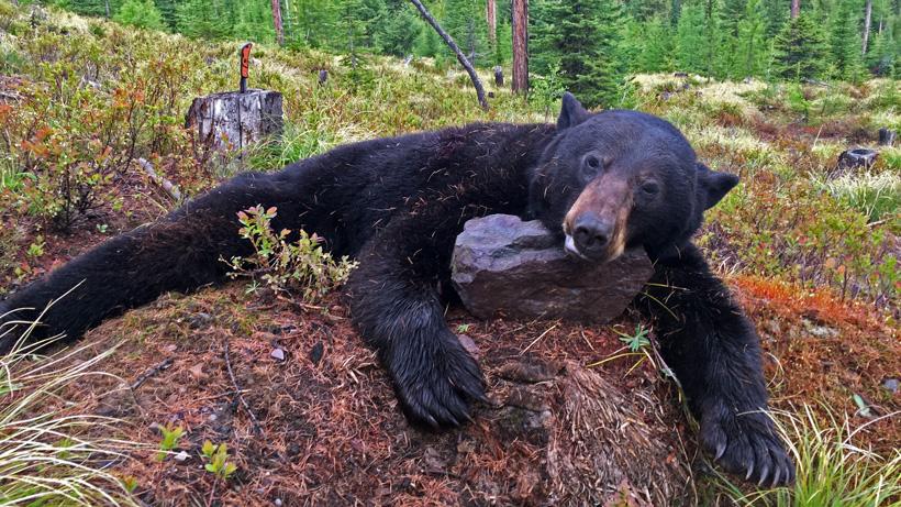 Black bear predator calling tactics