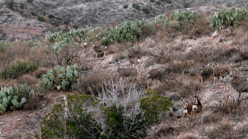 Herd of mule deer in the arizona brush