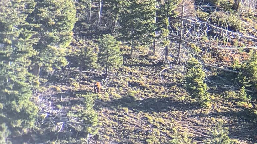 May spring bear in opening