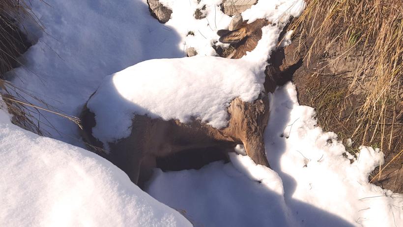 Poached wyoming elk by bill busbice