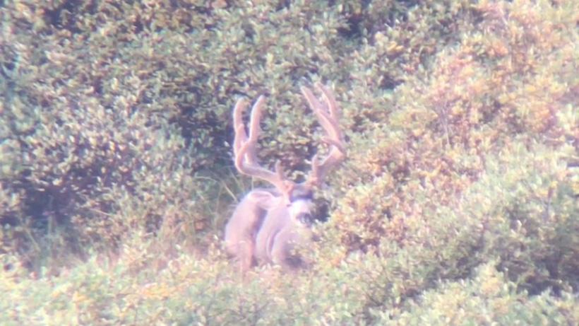 Bedded velvet mule deer in colorado