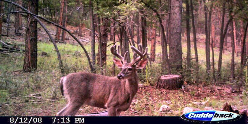 Coues deer with balled velvet antlers mid august