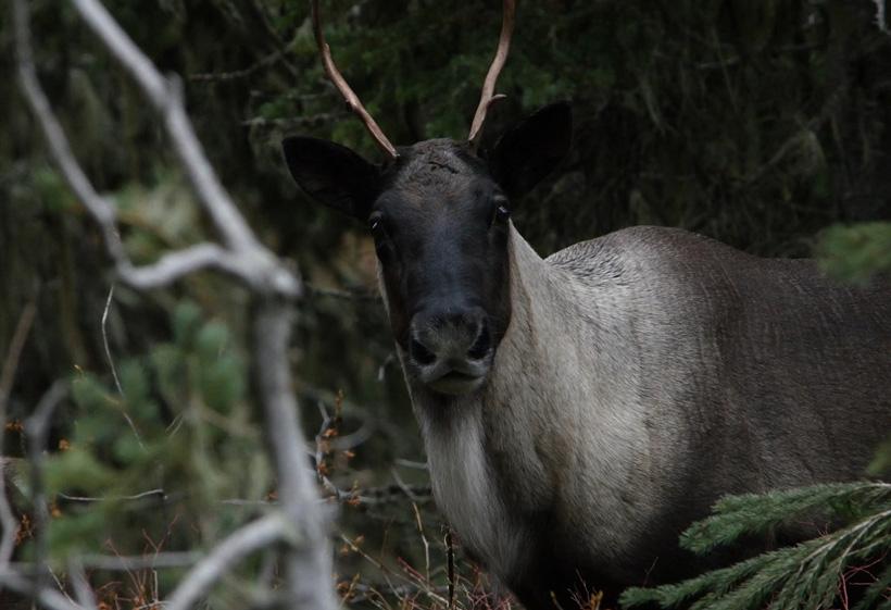 Selkirk mountain caribou photo close up