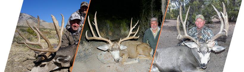 Pine peak outfitters mule deer photos for nevada guide draw