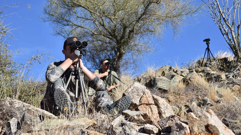 Glassing for arizona coues deer