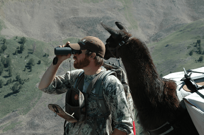 Why pack llamas for your next hunt? - 5