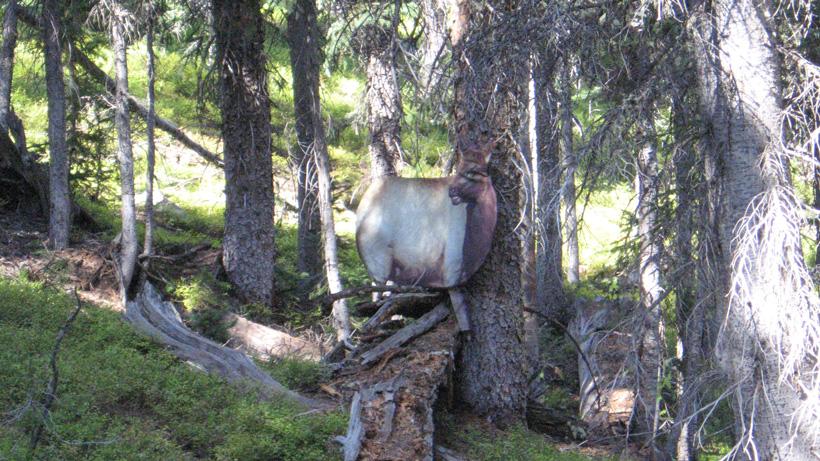5 proven elk hunting tactics to increase success - 5