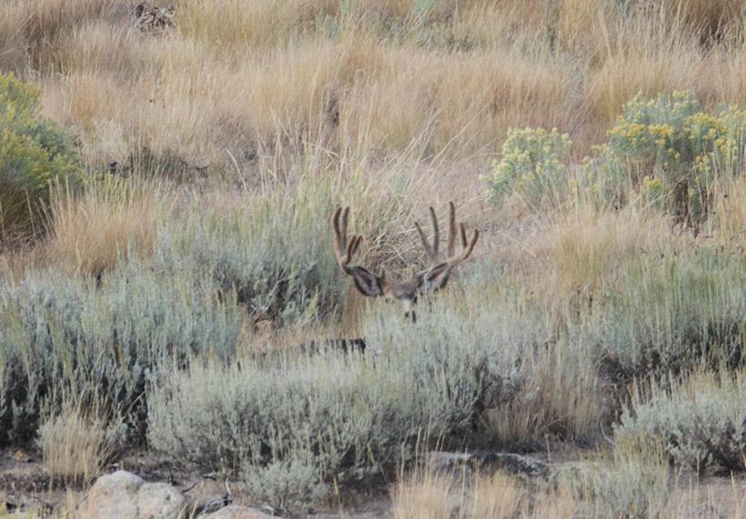 The best time for mule deer - 1