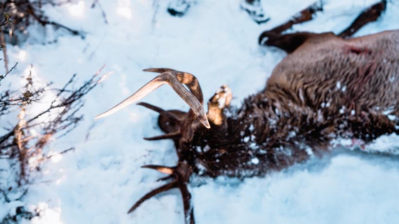 Passing on animals kirchner 3