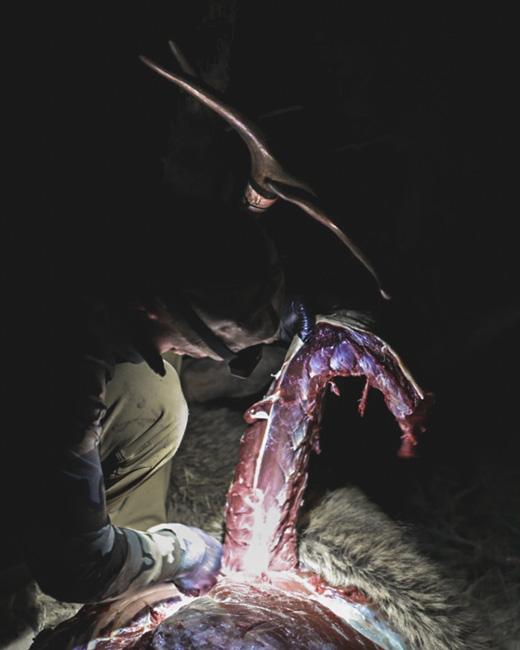 Cutting elk backstrap