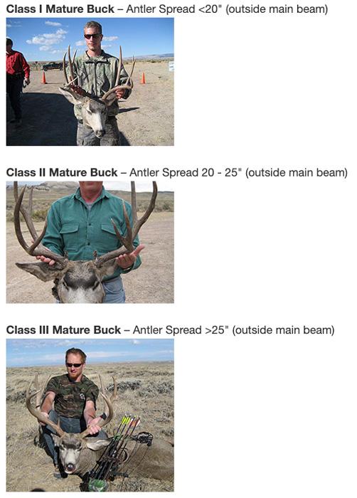 Wyoming mature mule deer classifications