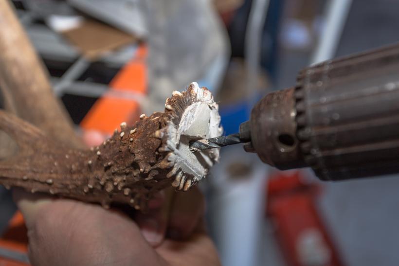 Drilling hole in antler bases 8