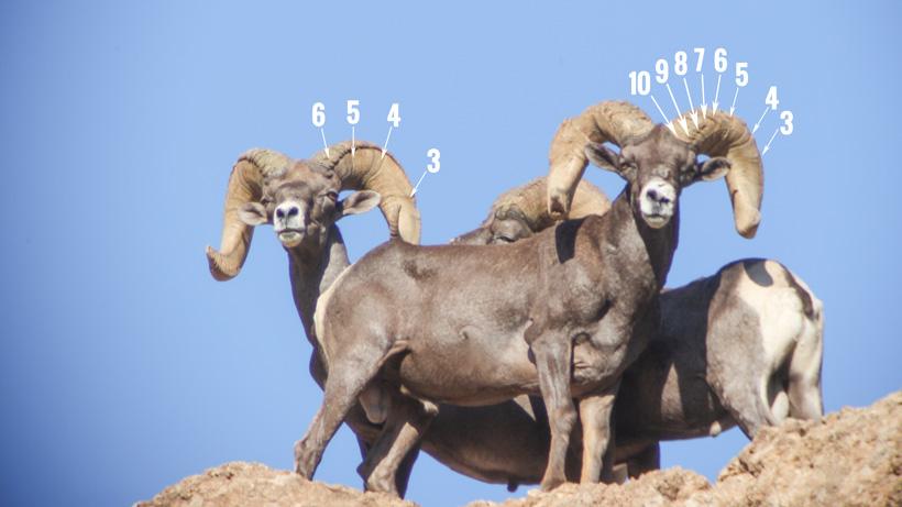 Aging two large bighorn sheep rams with their annuli