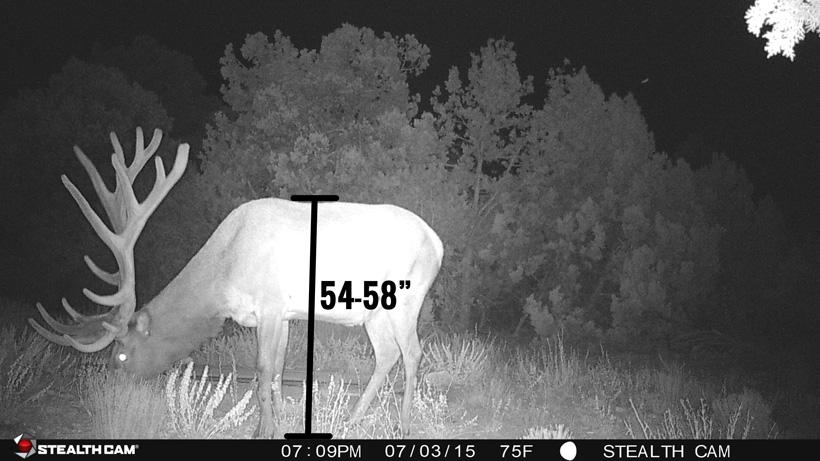 Bull elk back to front hoof distance