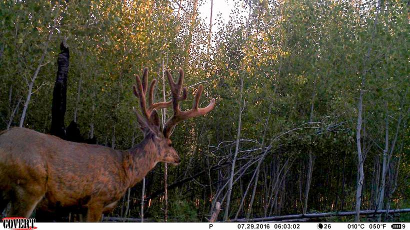2016 nontypical mule deer trail camera photo from a3 trophy hunts