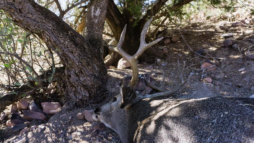 Kirchner mule deer buck down