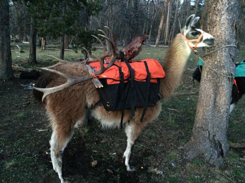 Llama packing elk antlers