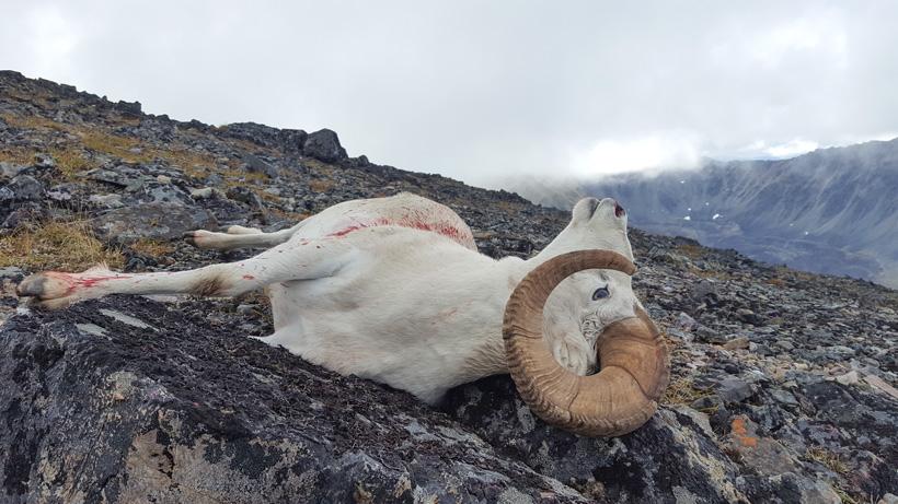 Walking up to the Dall sheep