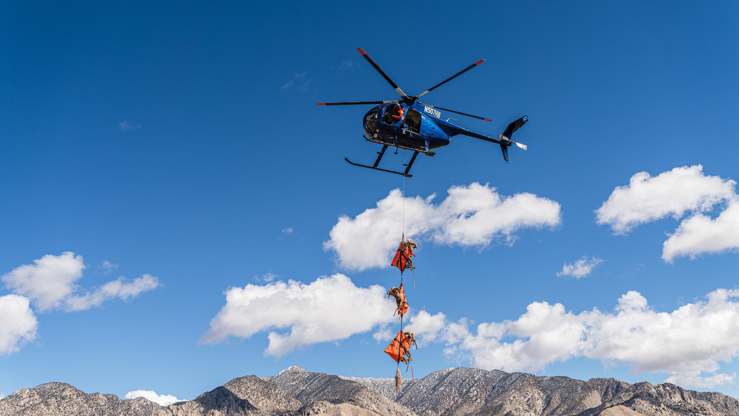 Nevada desert bighorn sheep capture