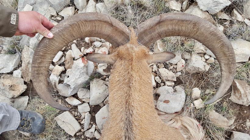Texas aoudad 06