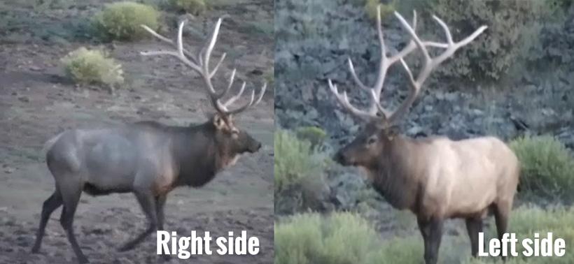 How to field judge bull elk with jay scott bulls right and left antler side_0