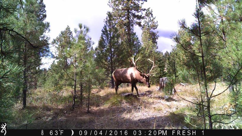 Washington bull elk on trail camera