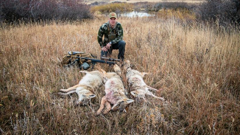 Five reasons you should be coyote hunting - 3