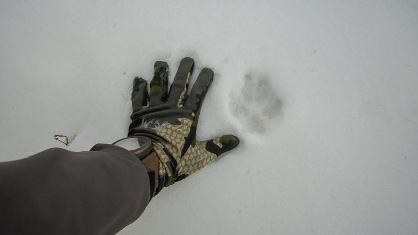 Gloves coyote foot print tracks
