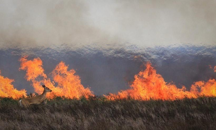 Wildfires impacting big game & how to track fires - 5