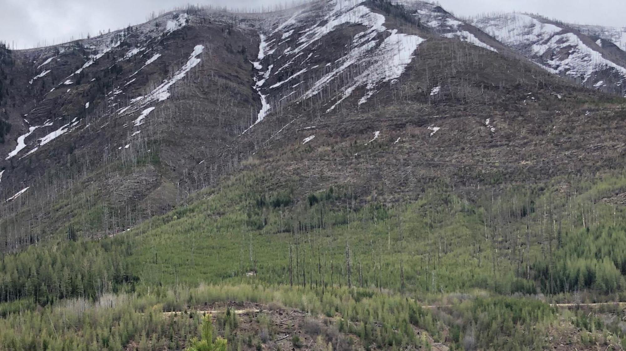 Bear will chase the snowline and new growth grass