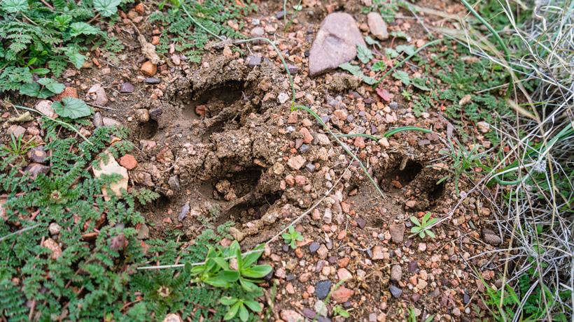 Deer tracks spotted