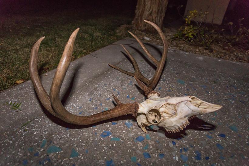 Skull after second simmer