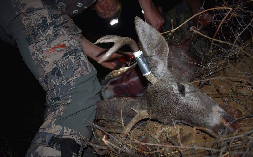 Cutting up coues deer meat